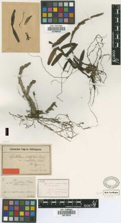Epidendrum sculptum Rchb.f. var. linearifolium Rchb.f.[type]