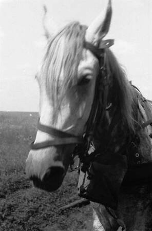 Zweiter Weltkrieg. Frontbilder. Ukraine. Pferd eines Pferdefuhrwerkes der deutschen Wehrmacht