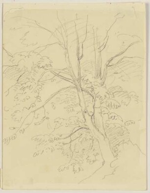 Baum