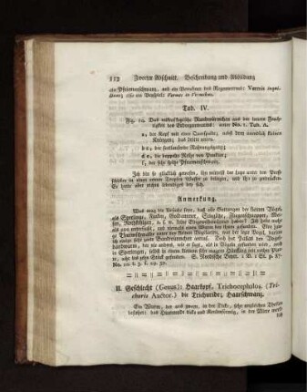 II. Geschlecht. Haarkopf, Haarschwanz.