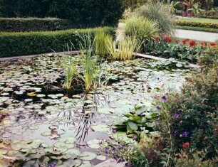Botanischer Garten Dresden, Wasserpflanzen : Dresden-Altstadt. Botanischer Garten, Becken mit Wasserpflanzen