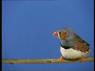 Sexual Imprinting in Estrildine Finches