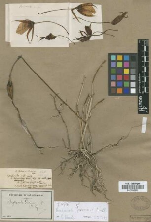 Brassavola perrinii Lindl.