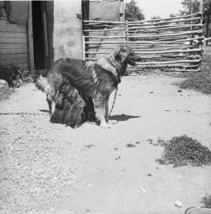 Long Island, Triangle Farm, Hündin mit Welpen