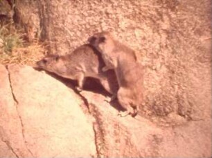 Heterohyrax brucei (Procaviidae) - Mating Behaviour (Open Air Shots)