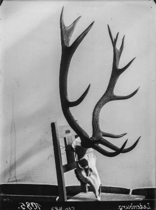 Rothirschgeweih : Geweih eines Rothirsches (Cervus elaphus Linnaeus).