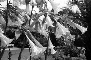 17. Tagung 1967 Chemiker; Maikäferrede: Blüten
