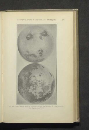 Fig. 175. - Cold storage spot on California orange held...