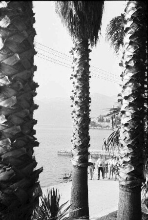 Lopud: Strand, Durchblick durch Palmenhain