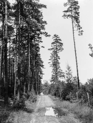 Düben