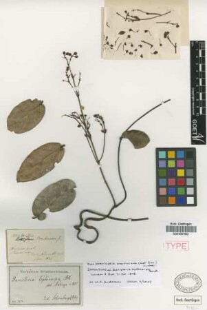 Banisteria leptocarpa Benth. [type]