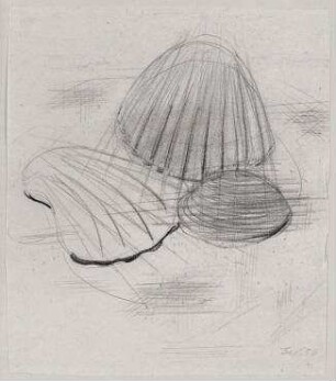 Gruppe von drei Muscheln