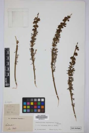 Spartocytisus supranubius L.f.