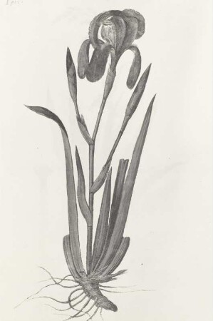 Pflanzenhandschrift, Bastardschwertlilie (Iris spuria L.),