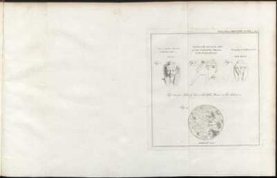 Philos. Trans. MDCCXCIV. Tab. XVI. p. 194