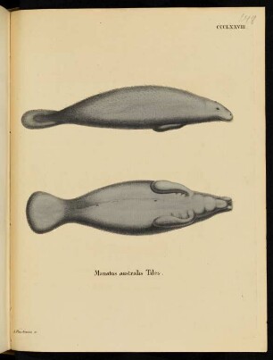 CCCLXXVIII. Manatus australis Tiles.