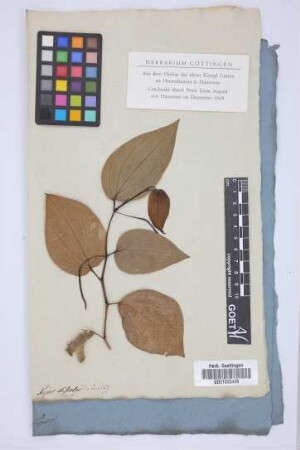 Piper discolor Swartz