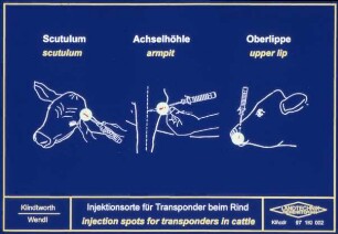 Injektionsorte für Transponder beim Rind