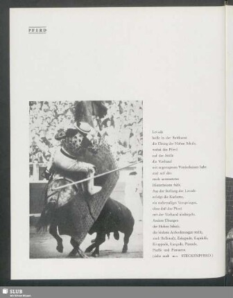 Stierkampf, berittener Torero
