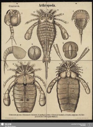 Tafel 31: Arthropoda : Crustacea