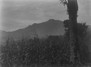 Maisfeld : Blick auf ein Maisfeld. Dahinter Hügelketten.