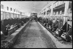 Milchkühe im Stall des VEG Albertshof in Rüdnitz, , März 1969. SW-Foto © Kurt Schwarz.