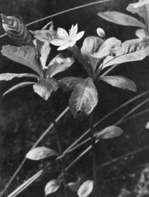 Siebenstern (Trientalis europaea), Pflanzenart, die zur Familie der Myrsinengewächse (Myrsinaceae) gehört, auch Europäischer Siebenstern genannt