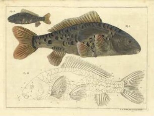 Fig. I. - Fig. III.