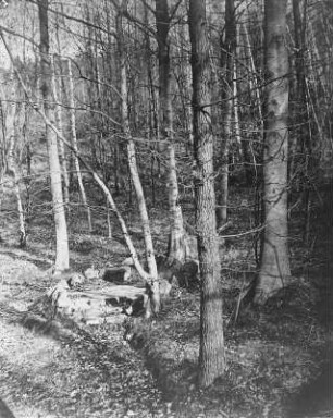 Waldstück am Park zu Wachwitz : Im Park zu Wachwitz. Albuminpapier; 20 x 16 cm (um 1880; A. Kotzsch). Dresden: Hauptstaatsarchiv Dresden 617/13