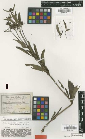 Pentas parviflora Benth.