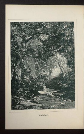 Tafel 4: Waldbach.