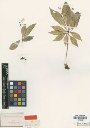 Impatiens leucantha Thwaites [type]