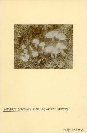 Gefleckter Rosarübling : Gefleckter Rosasporrübling (Rhodocollybia maculata Singer).