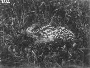 Rot- oder Edelhirsch (Cervus elaphus L.) Sechs Tage altes Kalb im Lager. Mecklenburg-Vorpommern, Lewitz