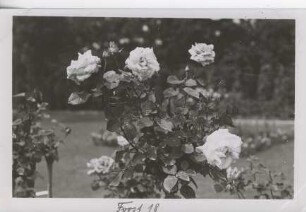 Postkarte, Forst (Lausitz)