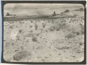 Busch-Zwergkakteen-Vegetation auf dem Schotterhügel von Eucaliptus
