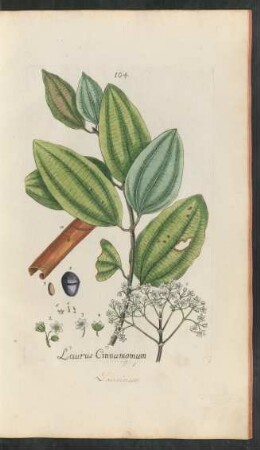 104. Laurus cinnamomum