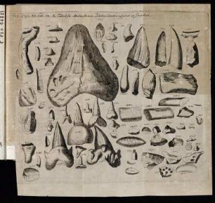 Tab. X. Classis VII. VIII. IX. X. Tabulosa. Malacostraca Ichthyodantes suspitati et scutellati.