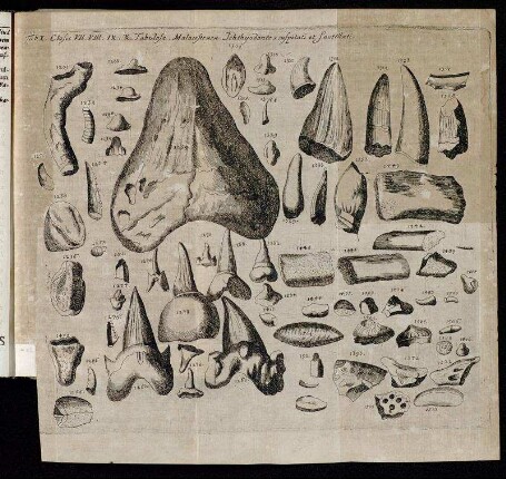 Tab. X. Classis VII. VIII. IX. X. Tabulosa. Malacostraca Ichthyodantes suspitati et scutellati.