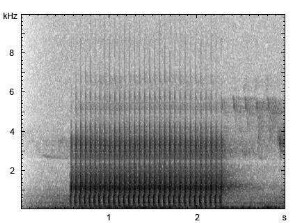 Kleinspecht | Dendrocopos minor - Trommeln