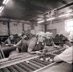 Kartoffelsortieranlage : Nerchau. Arbeiterinnen am Fließband einer Kartoffelsortieranlage