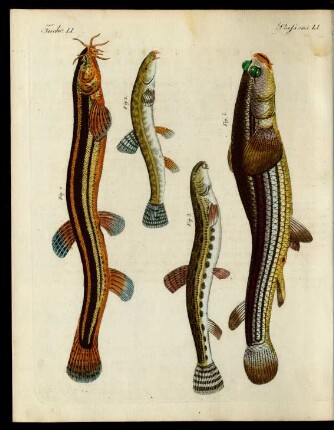 Merkwürdige Fische.