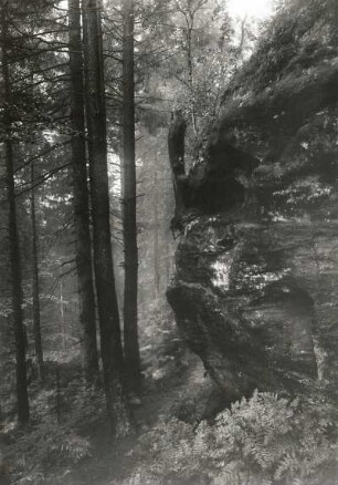 Am Felshang, vermutlich des Polenztales