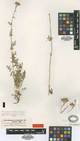 Pyrethrum polycephalum Sch.Bip. [type]