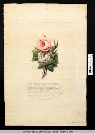Darstellung einer Rose, mit einem Gedicht von M. Westerman