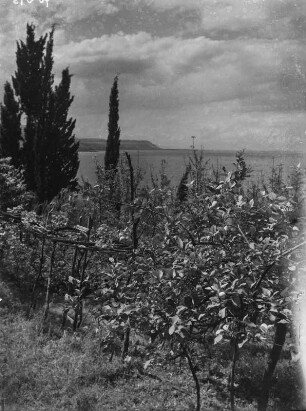 Griechenland, Zitronenhain auf Korfu