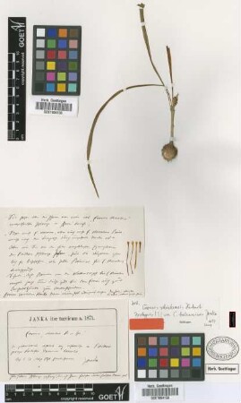 Crocus balcanensis Janka [type]