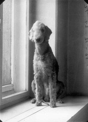 Bedlington Terrier, auf einem Fensterbrett sitzend