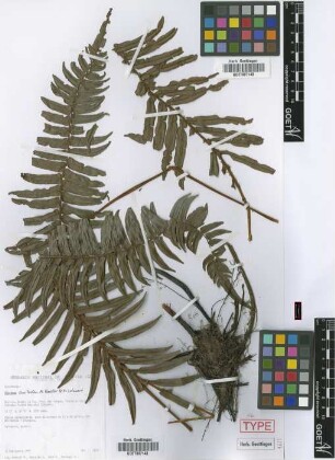 Blechnum smilodon M.Kessler & Lehnert [holotype]