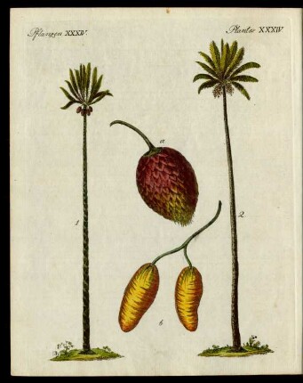 Palmen-Arten.